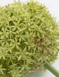 Allium Spray Kunstbloem H90cm - Afbeelding 2