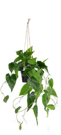 Philodendron Scandens H80cm kunstplant - Groen