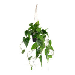 Philodendron Scandens H80cm kunstplant - Groen