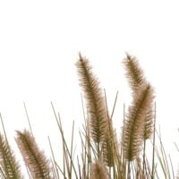 Pennisetum Grass plant H58cm - Groen - Afbeelding 2