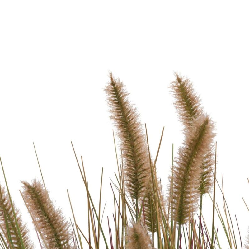 Pennisetum Grass Plant H58Cm - Groen - Afbeelding 2