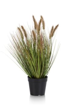 Pennisetum Grass plant H58cm - Groen