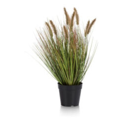 Pennisetum Grass plant H58cm - Groen