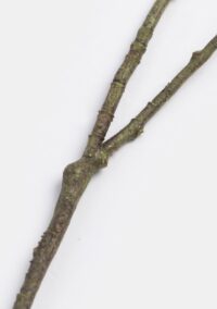 Wisteria fleur artif. h120cm - Rose - Image 2