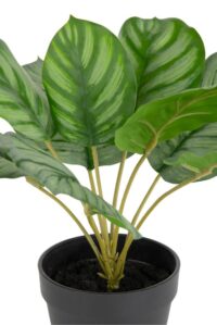 Calathea Orbifolia H45cm kunstplant - Groen - Afbeelding 3