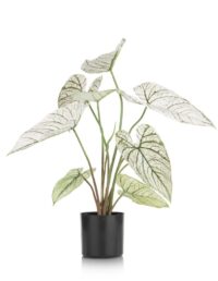 Caladium H60cm kunstplant - Groen