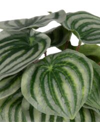 Peperomia Bush H25cm kunstbloem - Groen - Afbeelding 2
