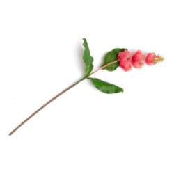 Medinilla Spray fleur artificielle H110cm - Orange