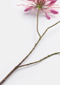 Cleome  fleur artificielle - Rose - Image 2