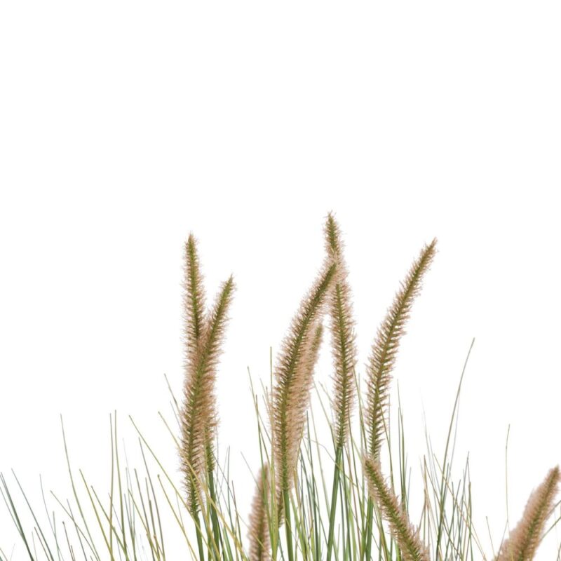 Pennisetum Grass Plant H99Cm - Groen - Afbeelding 3