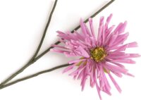 Dahlia Spider Spray fleur artificielle H75cm - Pourpre - Image 2