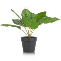 Calathea Orbifolia H45cm kunstplant - Groen