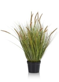Pennisetum Grass plant H99cm - Groen