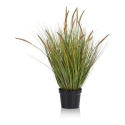 Pennisetum Grass plant H99cm - Groen