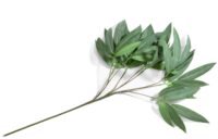 Eucalyptus branch H95cm - Groen