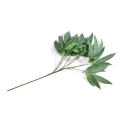 Eucalyptus branch H95cm - Groen