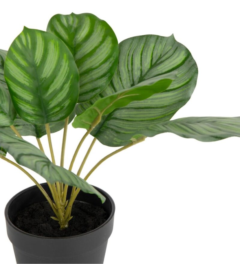 Calathea Orbifolia H45Cm Kunstplant - Groen - Afbeelding 2