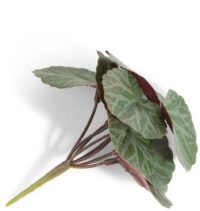 Saxifrage Mini Bush H13cm fleur - Vert