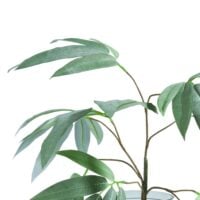 Eucalyptus branch H95cm - Groen - Afbeelding 3