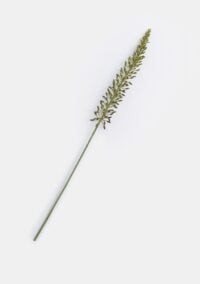 Eremurus spray fleur artificielle H105cm - Vert